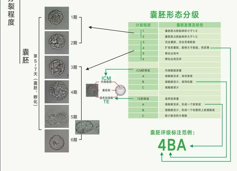 成都哪里有招代怀,成都西囡医院供卵（北京家圆医院供卵费用）